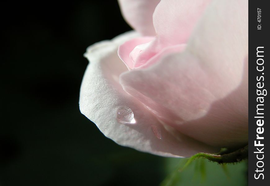 One lonely raindrop on a pink rose. The dark background and the soft, sensitive pink with the drop made it look like a tear, a last lonely teardrop. One lonely raindrop on a pink rose. The dark background and the soft, sensitive pink with the drop made it look like a tear, a last lonely teardrop.