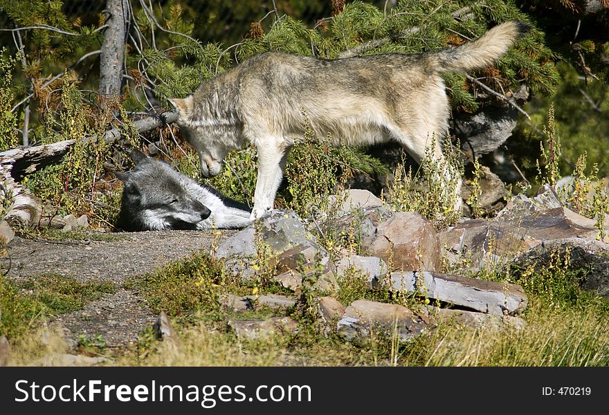 Light colored timber wolf (canis lupus) stands over darker colored timber wolf in dominance posture. Light colored timber wolf (canis lupus) stands over darker colored timber wolf in dominance posture