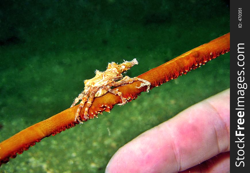 Clinging tightly on a whip coral. Very small compared to a human finger. Clinging tightly on a whip coral. Very small compared to a human finger