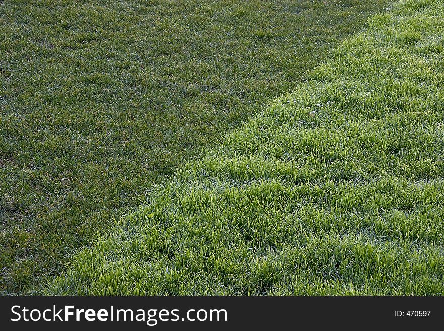 The border between two types of grass. The border between two types of grass.