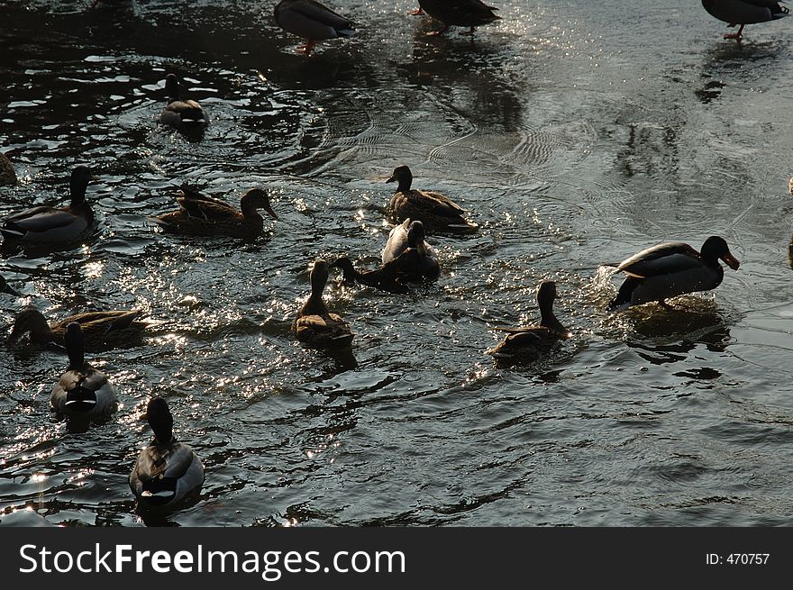 Ducks swimming on a partly frozen lake. Ducks swimming on a partly frozen lake
