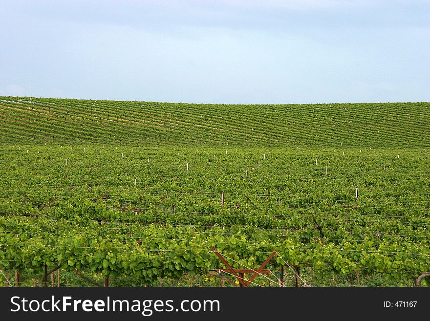 A vineyard in California's wine country. A vineyard in California's wine country.