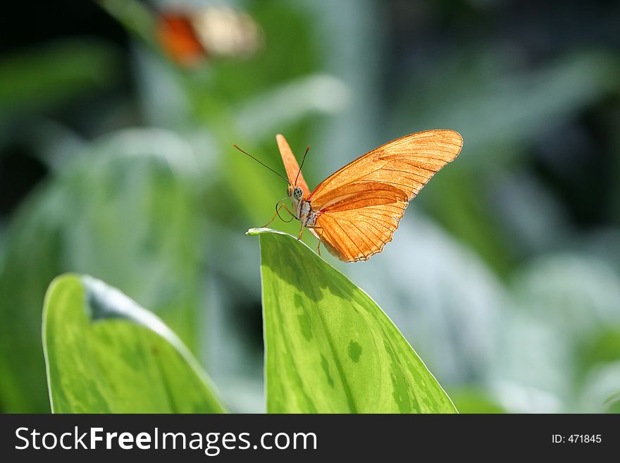 Orange Butterfly. Orange Butterfly