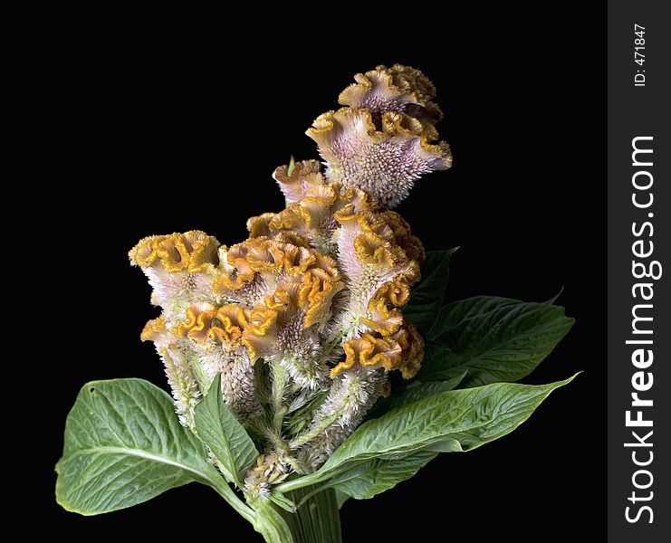 Celosia Flower