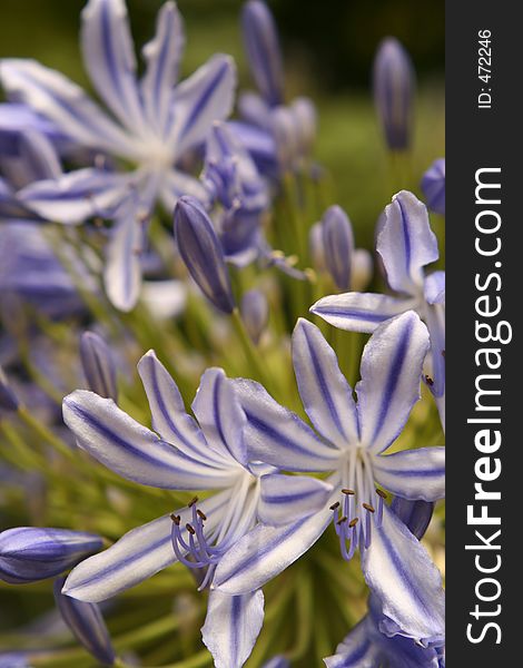 Close view of the florets of an agapanthus flower.