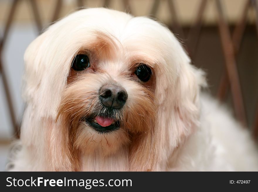 Maltese dog posing for the camera