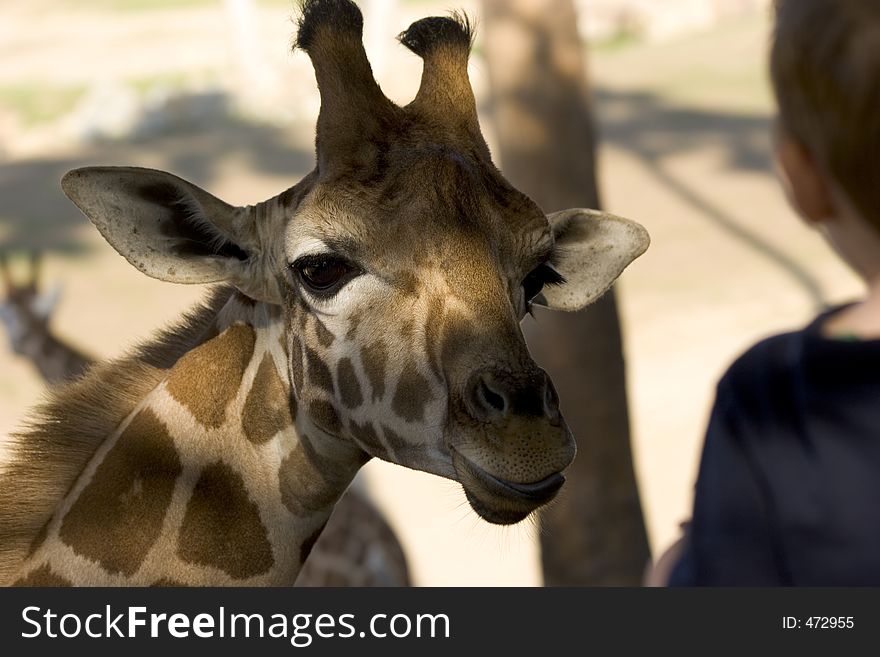 A Giraffe looking towards a boy for food. A Giraffe looking towards a boy for food.