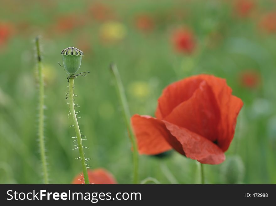 A poppy flower detail