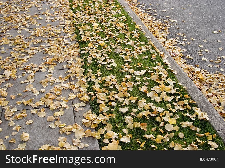 A sidewalk, nature strip, curb, and street - all covered by fall leaves. A sidewalk, nature strip, curb, and street - all covered by fall leaves.