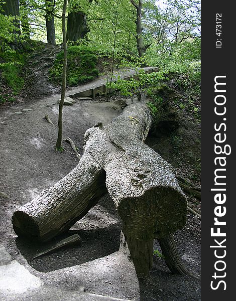 Coin tree in Bolton Abbey woodland, West Yorkshire