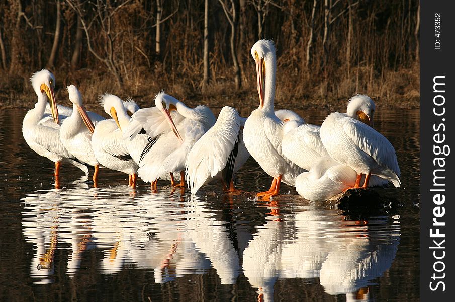 Flock of Pelicans