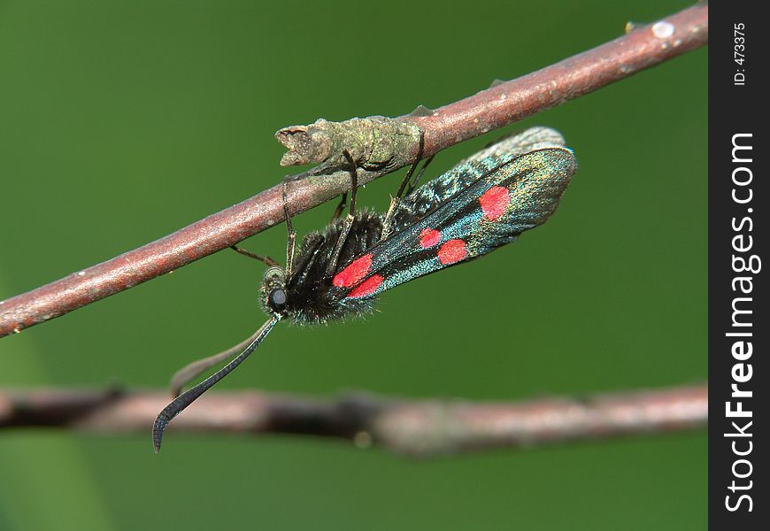 Butterfly Zygaena. The photo is made in vicinities of Moscow. Original date/time: 2005:07:14 11:40:03. Butterfly Zygaena. The photo is made in vicinities of Moscow. Original date/time: 2005:07:14 11:40:03.