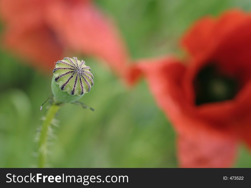A detail of a poppy flower