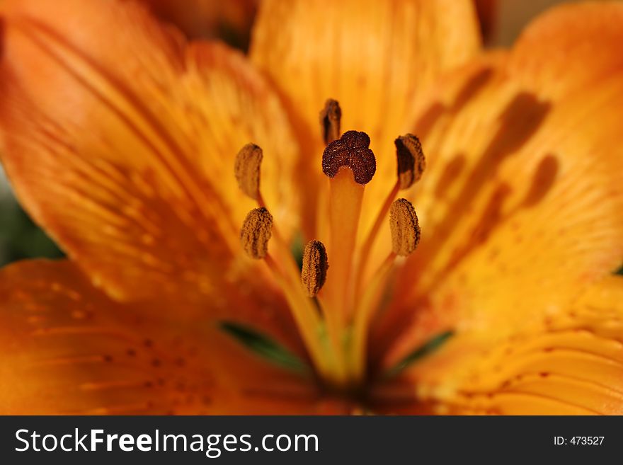 A close-up of a orange lily