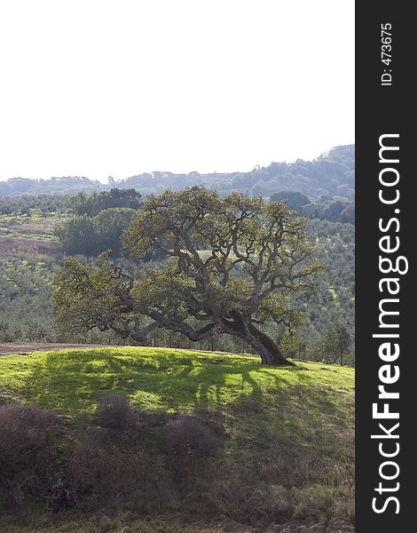 Old tree on bright patch of green grass