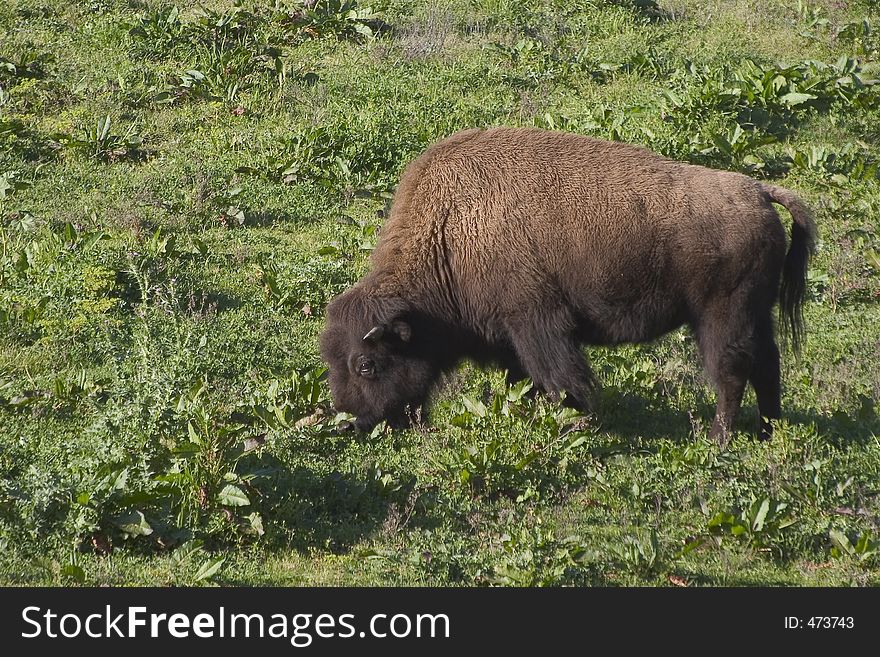 A large bison feeds on grassland. A large bison feeds on grassland.