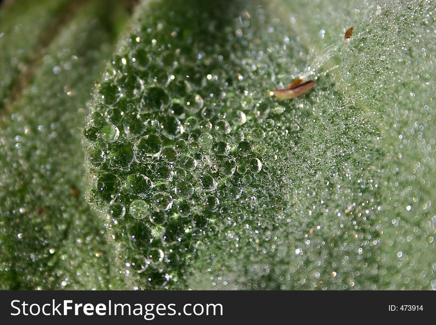 Dewdrops on a leaf
