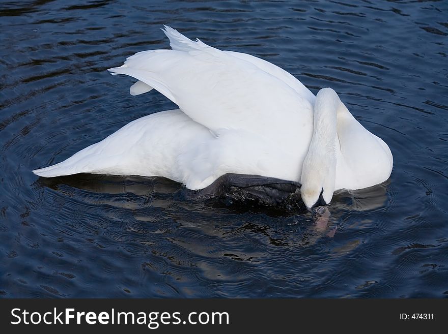 Swan fishing