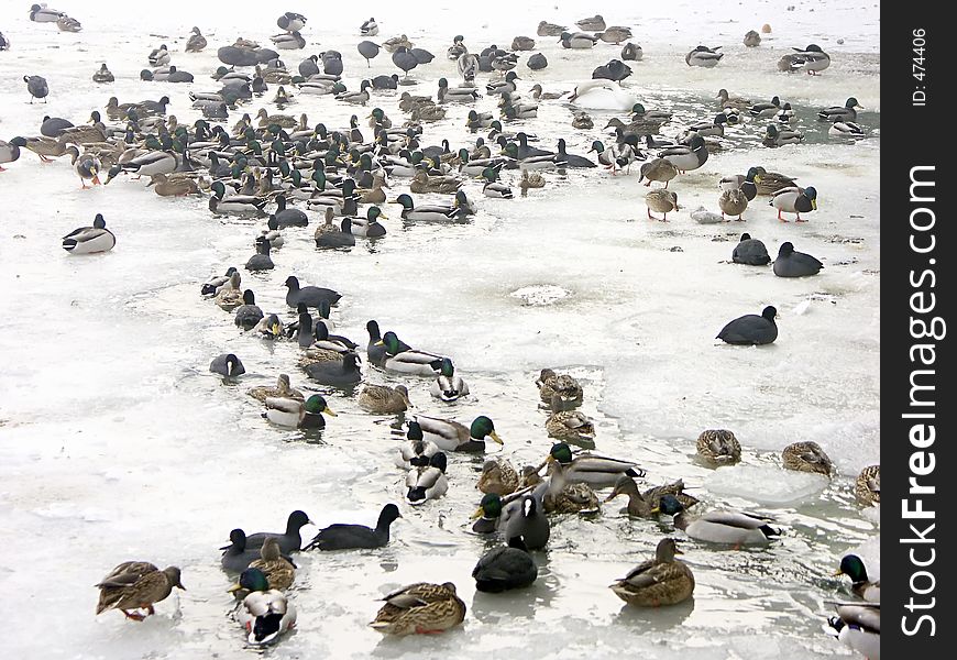 Flock of ducks in river partially covered by ice float. Flock of ducks in river partially covered by ice float