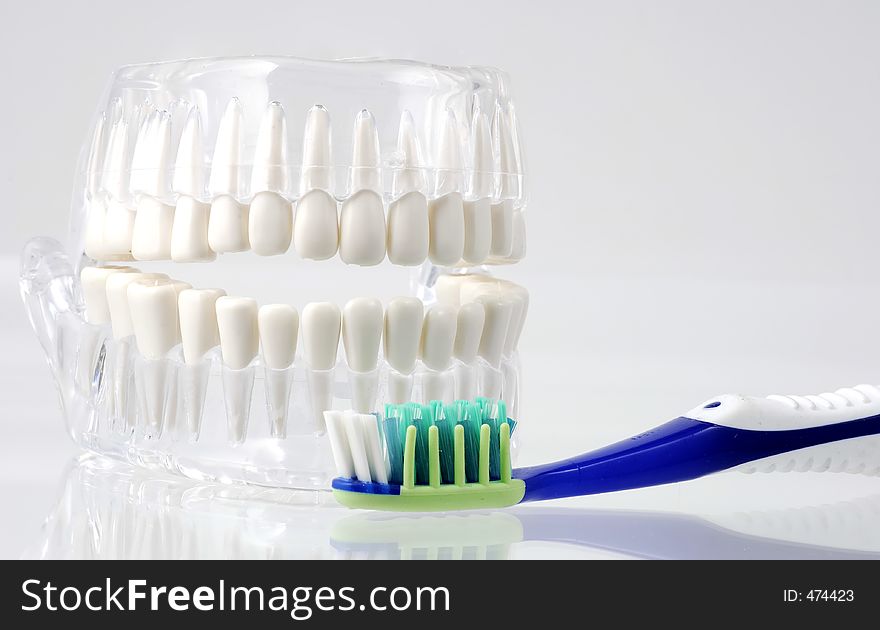 Dental Model and a Toothbrush. Dental Model and a Toothbrush