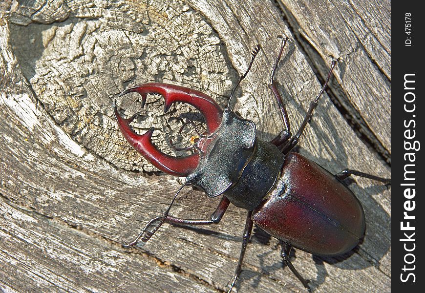 Bug Lucanus cervus now meets seldom. This photo is made in the Voronezh area. Original date/time: 2005:07:06 16:42:12. Bug Lucanus cervus now meets seldom. This photo is made in the Voronezh area. Original date/time: 2005:07:06 16:42:12.