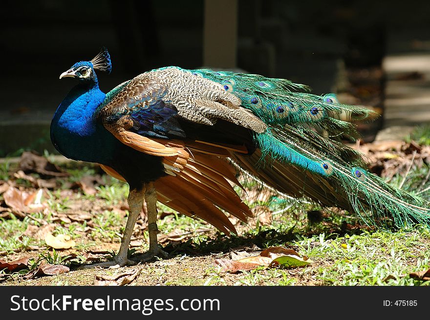 Beautiful Peacock. Beautiful Peacock