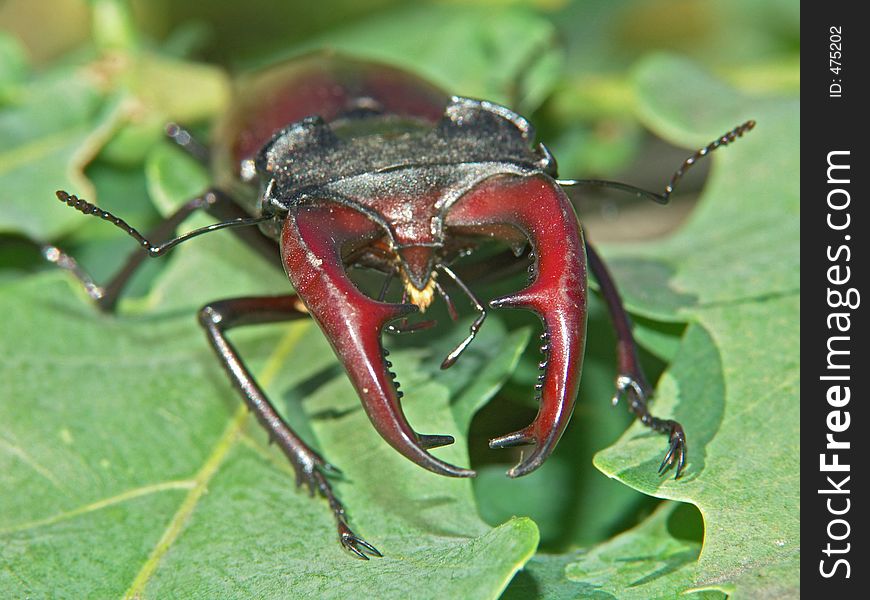 The Horned Bug.