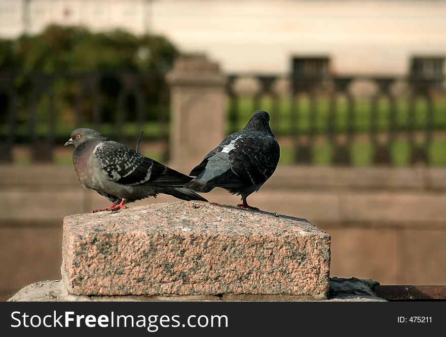 Two Doves On The Granite Stone