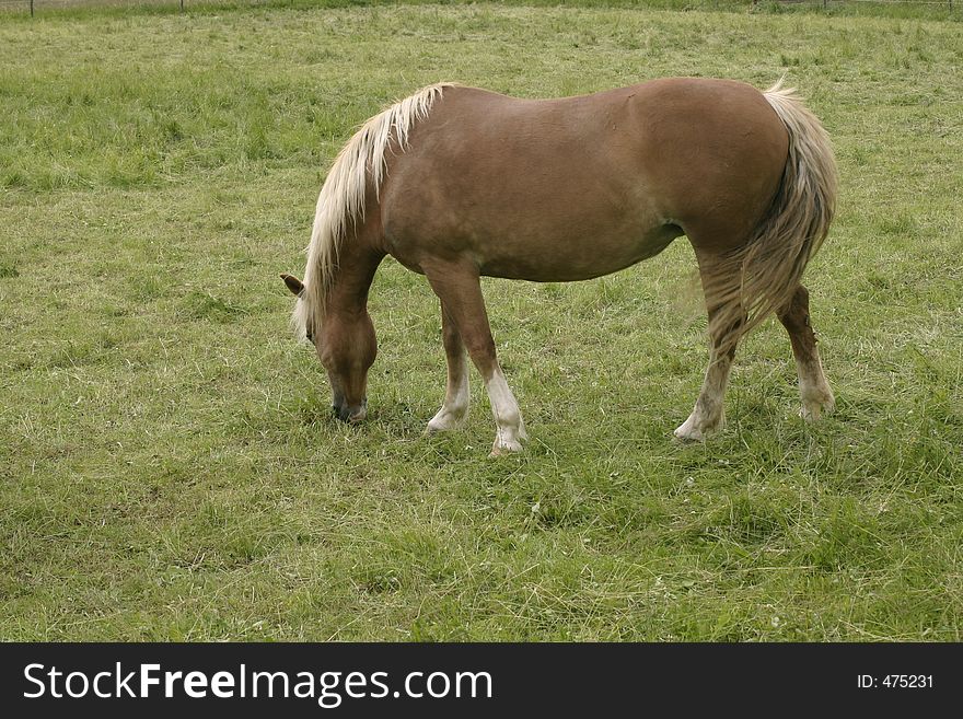 A single horse