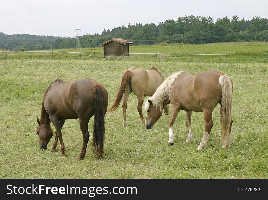 Three horses in the countryside