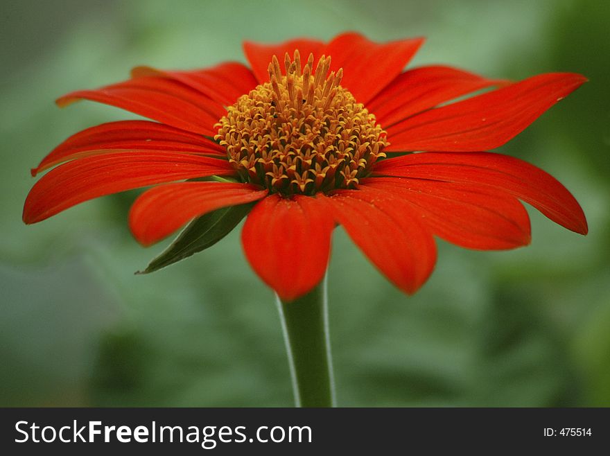 Close up view of a vibrant orange flower on green background