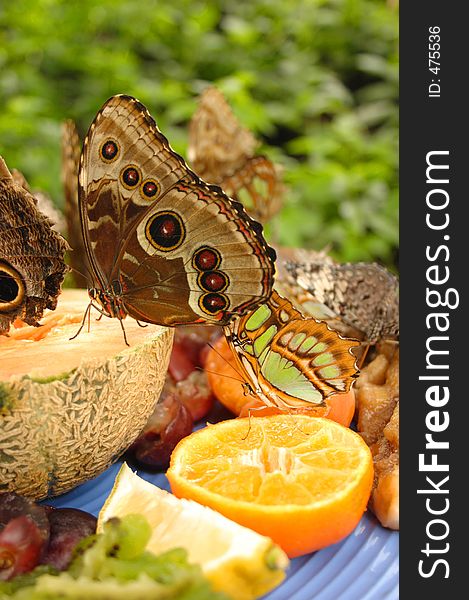 Owl Butterfly Eating Fruit