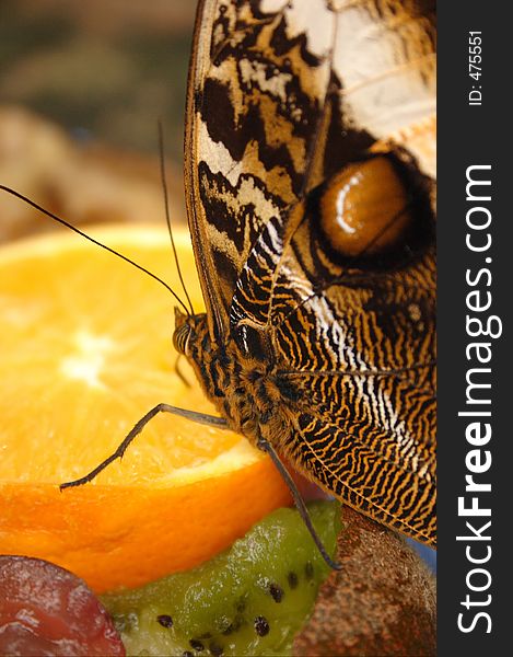 Owl Butterfly On An Orange