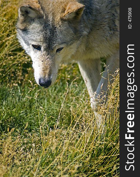 Curious Timber wolf (canis lupus) looks into grasses - vertical. Curious Timber wolf (canis lupus) looks into grasses - vertical