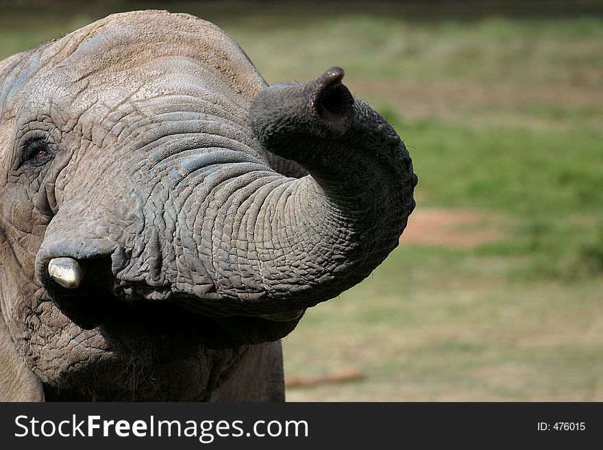 Elephant reaching out towards viewer. Elephant reaching out towards viewer