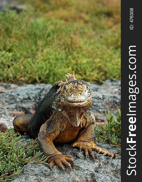 Galapgos land iguana smiling for the camera. Galapgos land iguana smiling for the camera