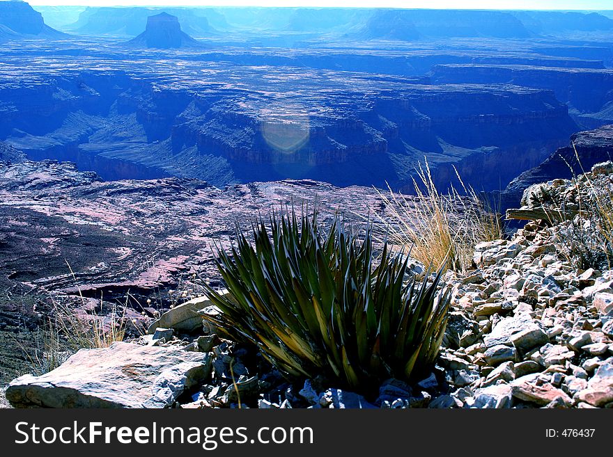 Blue Agave growing on rim of Grand Canyon