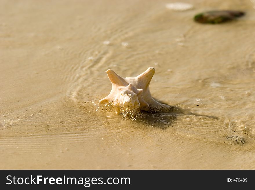 Seashell at waters edge. Seashell at waters edge