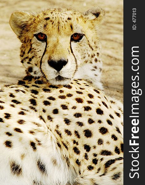 Cheetah (Acinonux Jubatus) Cubs, South Africa