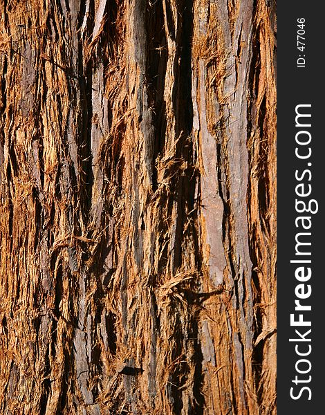 brown tree bark