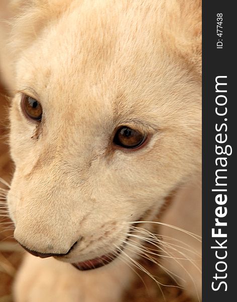 Playful white lion cub, South Africa