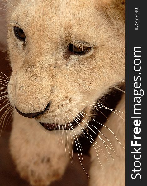 Playful white lion cub, South Africa