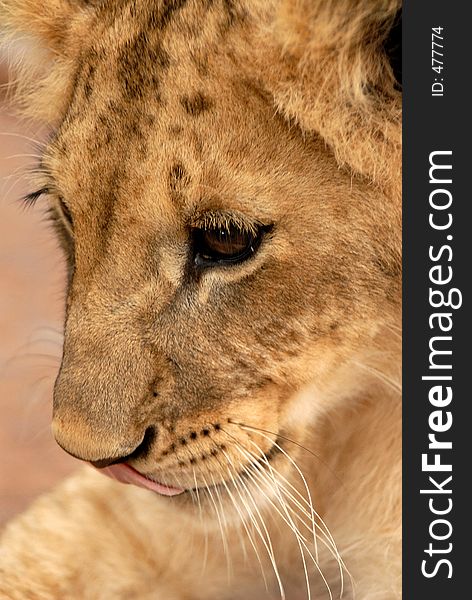 Playful lion cub, South Africa