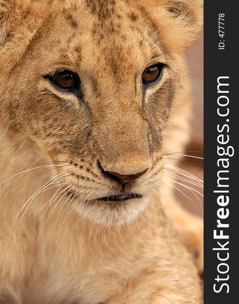 Playful lion cub, South Africa