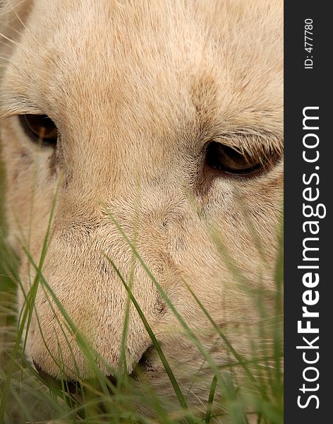 Playful white lion cub, South Africa