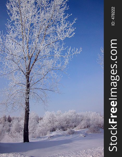 Frosted Trees