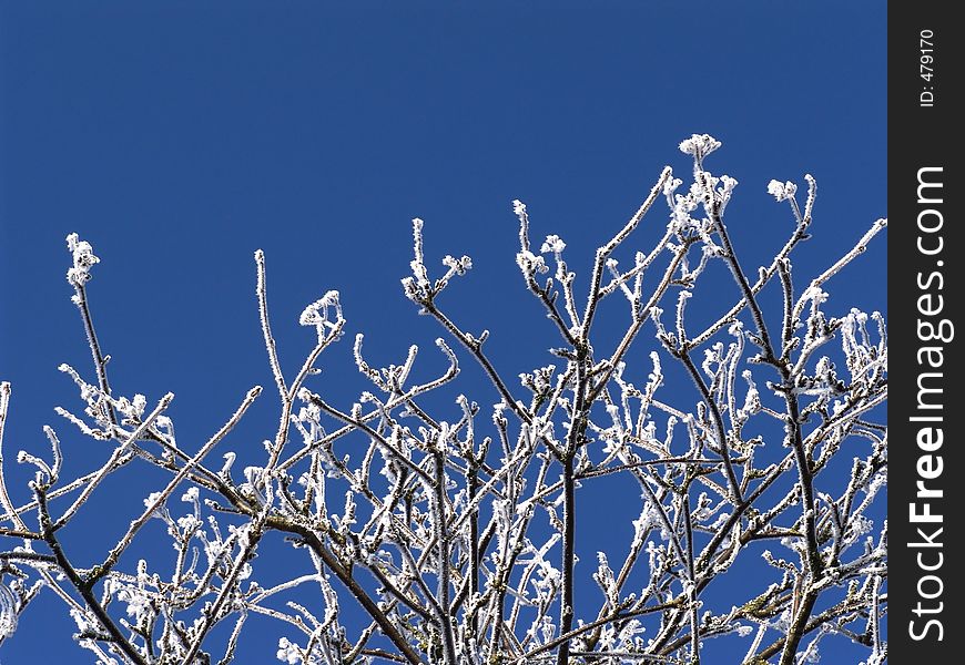 frosted branches. frosted branches