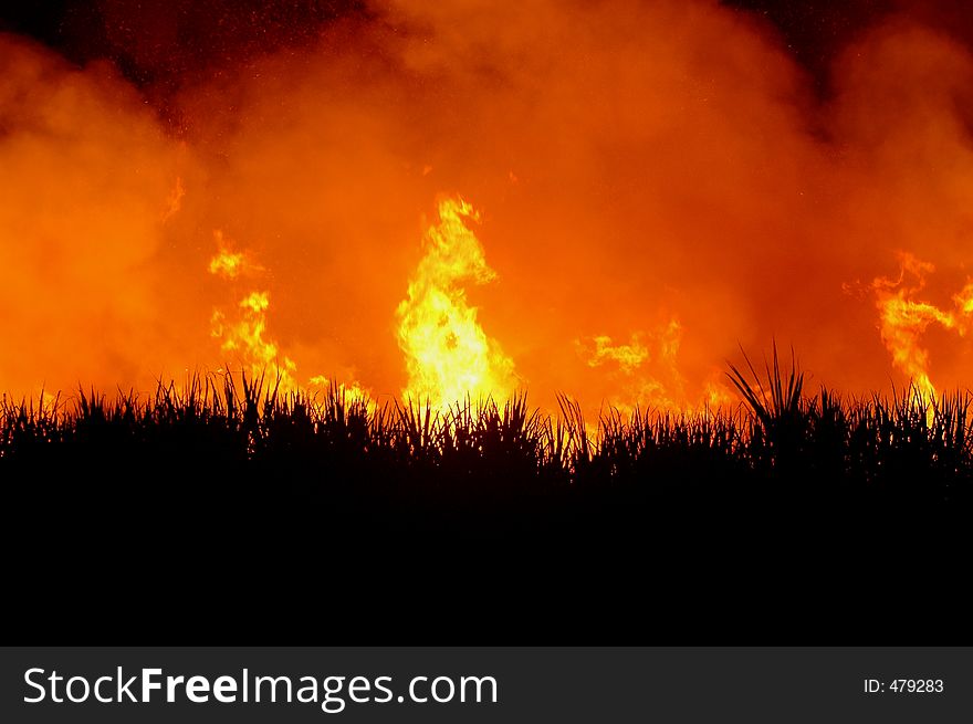 Sugar cane burned