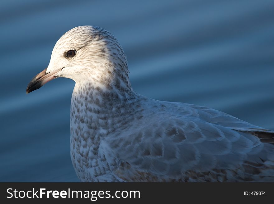 A seagull with late day sunlight on its head. A seagull with late day sunlight on its head.
