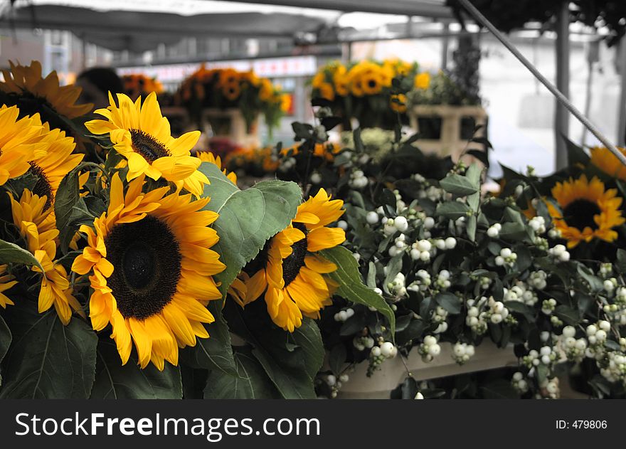 Sunflowers in a flower shop